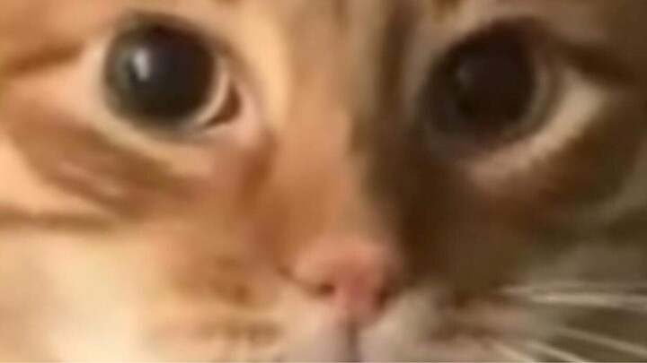 My cute 🐱 cat