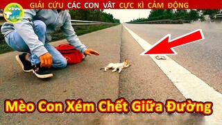 Mèo Con Xém Chết Ở Giữa Đường Và Cái Kết Được Cứu Sống Đầy Bất Ngờ |Vivu Thế Giới