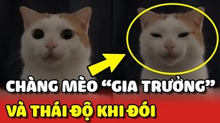 Chàng mèo GIA TRƯỞNG và thái độ mỗi khi ảnh ĐÓI BỤNG 😂 | Yêu Lu