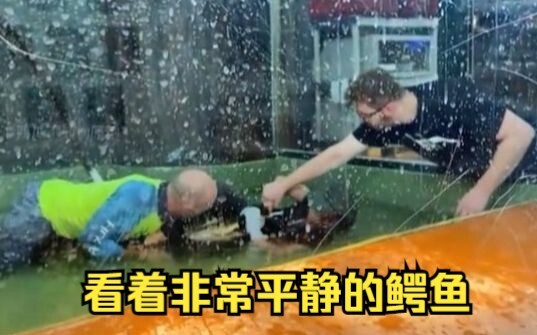 จระเข้ที่ดูสงบสุขอย่างยิ่ง แต่กลับเกิดเหตุการณ์จริงในสวนสัตว์ เมื่อหญิงรายหนึ่งถูกจระเข้ลากพลิกคว่ำจ