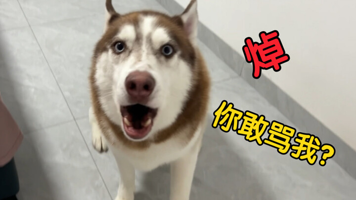 A painful lesson: never, ever try to argue with a husky!