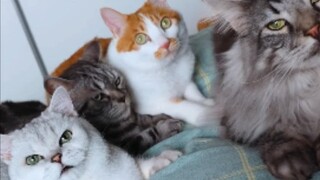 If you want a cat to sleep with you, you must choose a good cat!