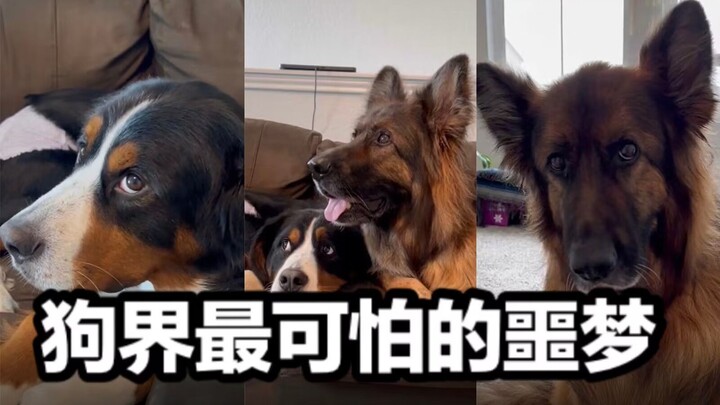 The dog’s worst nightmare has finally come true—his owner actually got a cat!