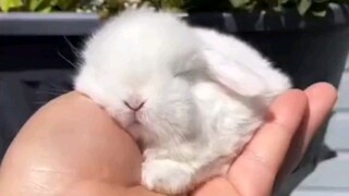 Wishing you great luck in the Year of the Rabbit