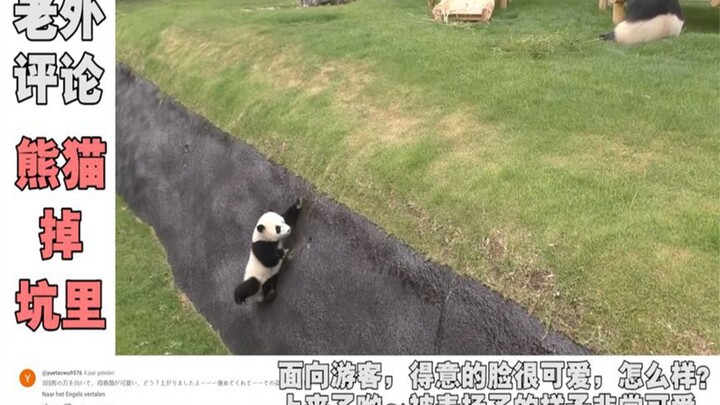 The national treasure "fell into a pit". He has short legs and is nearsighted. His proud look after 