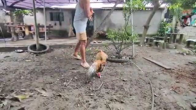 possum sweater vs sweater Dom (spar ni utol)