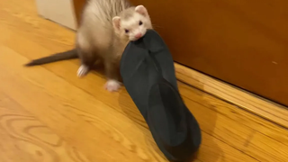 Ferret ขโมยรองเท้าแตะของ Crocs อบเชย