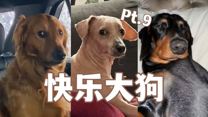 Kumpulan Anjing Bahagia Bagian 9