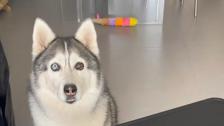 ไอ้เอ๋ย ทำไมถึงรังแกหมาขี้เกรงใจแบบนี้ล่ะ?