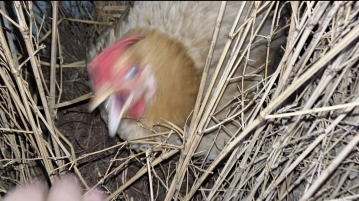 แม่ไก่: ขอยอมรับว่าเจ้าเร็วจริง 😡