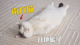 Don't ever turn on underfloor heating for cats in the south! You'll regret it!