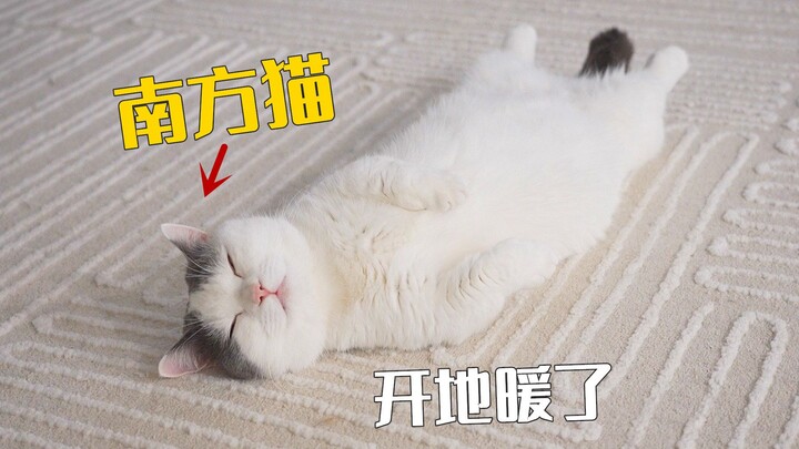 千万别给南方猫开地暖！你会后悔的！