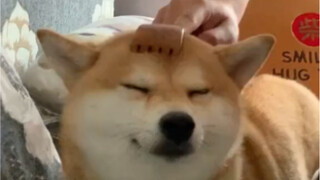 Scratch the dog's head