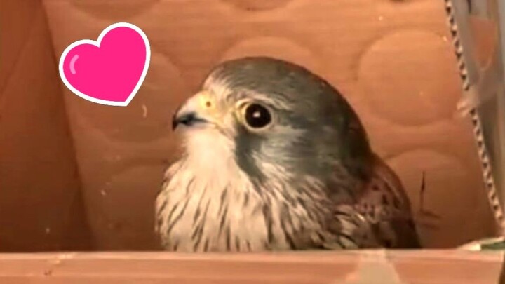 [Red Falcon Little Cotton] Hiding in the little box makes me fearless (〃'▽'〃)