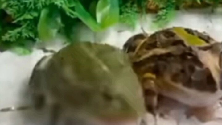 EVERY VIDEO HAS A FUNNY CLIPS!Ctto: Facebook/#(StarLight..)#/Bilibili