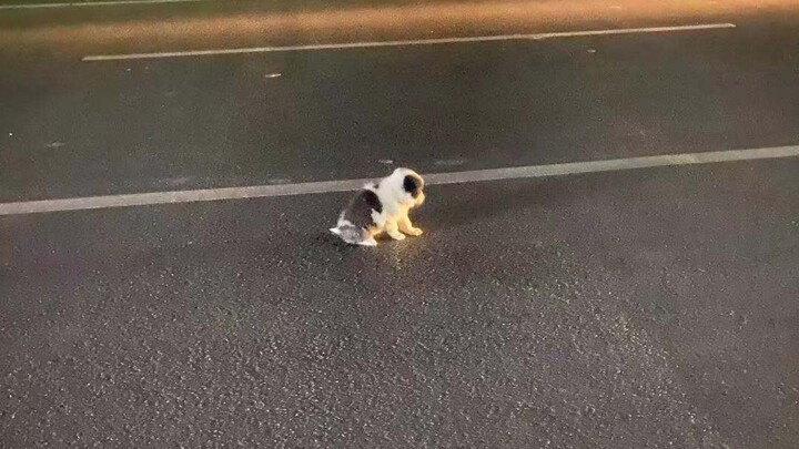 【ตอนต่อไป 2】เก็บลูกสุนัขพันธุ์บิชอนฟรีเซ่ตัวเล็กที่ป่วยและบาดเจ็บได้กลางถนน แล้วมันจะเป็นยังไงต่อนะ 