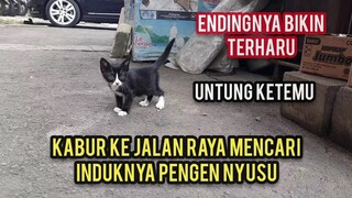 Astagfirullah Mau Di Mandiin Kucing Ini Malah Kabur Nyari Induknya Pengen Nyusu..!