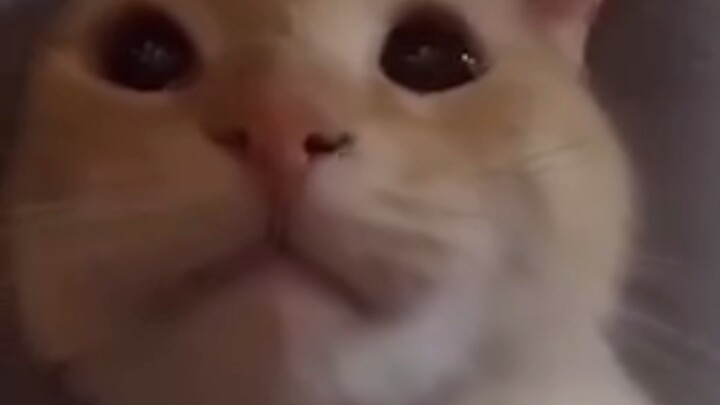 Meme về những chú mèo có thể “chữa” được chứng bại não