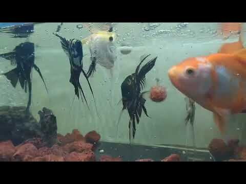 N.Xuân Bách Vlog - Hướng dẫn chăm sóc và cho đàn cá cảnh ăn