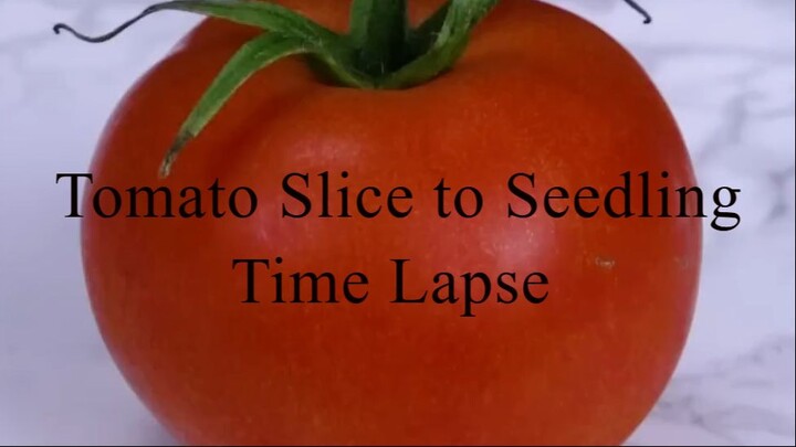 Tomato Slice to Seedling Time Lapse