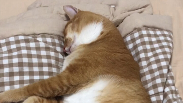 لا بد من مشاهدته حتى النهاية هههههههه