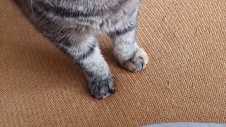 Sketsa Kucing Tunggal "Aku Ingin Daging Itu"