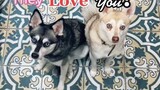 How does your dog tell you they love you? LearnOnTikTok doglanguage dogs doglove
