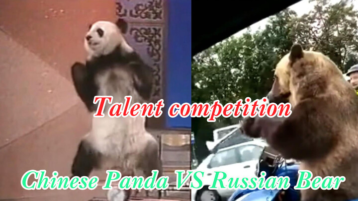 Chinese Panda vs Russian Bear, Time to Have a Talent Competition!