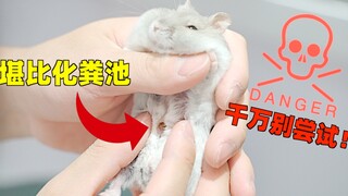 The hamster ate too much and blocked its excretion. The owner couldn't help but smell it and almost 