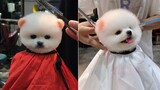 Tik Tok Chó Phốc Sóc Mini Cute | Chó Mèo Hài Hước | Tik Tok Funny And Cute Pomeranian