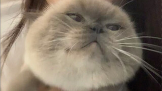 Kepala kucing yang sangat gemuk dan cantik