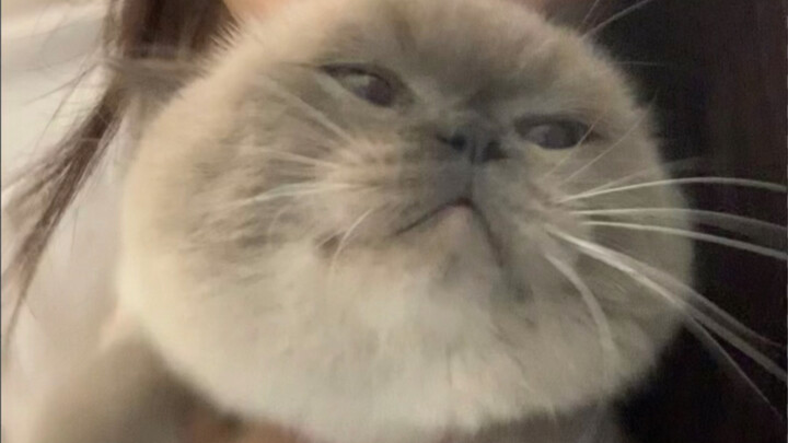 What a plump and adorable kitty head