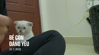Bé mèo anh lông ngắn màu Hyma