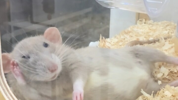 Setelah menjadi ibu, tikus jambul akan dengan bersemangat menggigit tanganmu sambil menarikmu untuk 