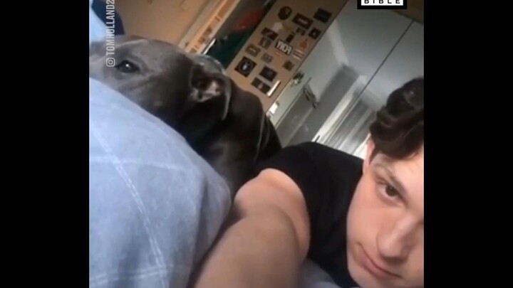 Tom Holland’s daily life with his Pit Bull, Tessa—so heartwarming! Come meet Tom Holland’s true litt