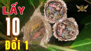 10 Tổ Vành Khuyên Non Đổi Một Chú Chim “Thần Tài” Cực Đẹp - Mời Anh Em Đánh Giá - Good Bird | KTB