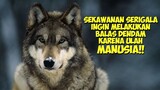 Balas Dendam Sekawanan Serigala Karena Keserakahan Manusia !!! | Alur Cerita Film