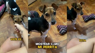 一不小心被狗狗歧视了