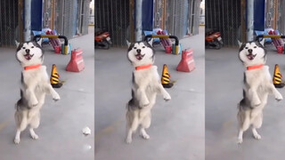 Husky: Dancing with "Cyka Bylat"