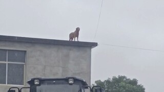 น้องหมาอีโมแล้ว ฮือๆๆ