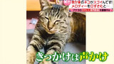 [Động vật]Video về chú mèo biết hát