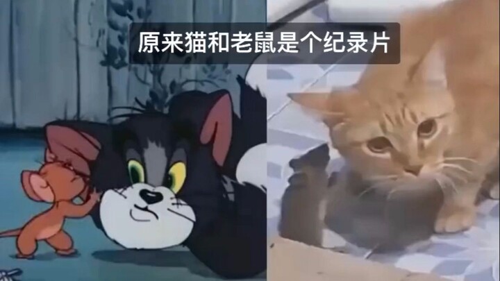 当猫和老鼠照进现实中...