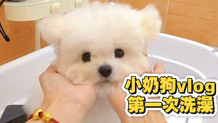 11-Minute Experience | The Little Puppy’s First Bath—So Cute!