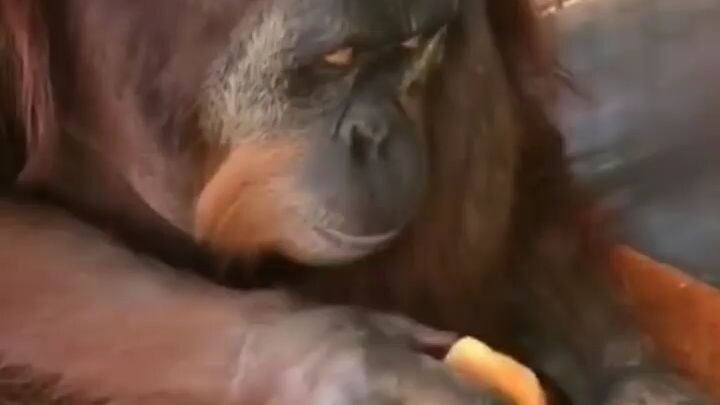 Bang....ngopi bang......jangan lupa di celup roti nya :v :v : :