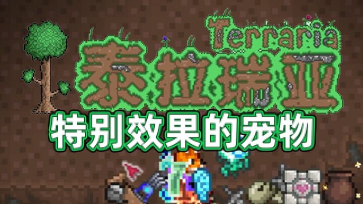 Di Terraria, hewan peliharaan dengan efek khusus~