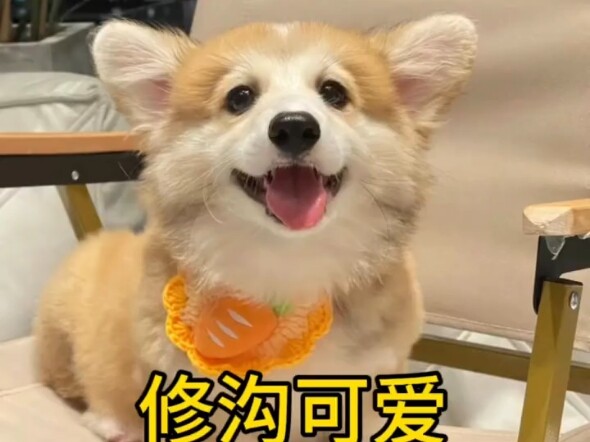 Another day healed by dogs
