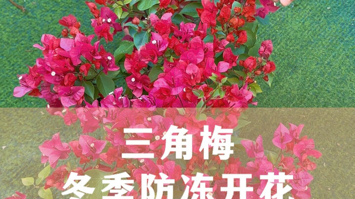 Bougainvillea Winter Frost Protection for Blooming