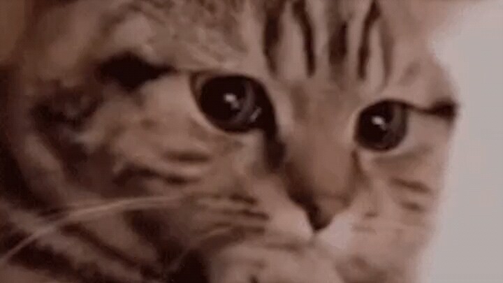 يجب أن يكون معلمو وضع أسئلة امتحان القبول الجامعي لهذا العام قد دخلوا بالفعل.