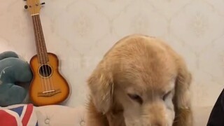 Alat bantu pencegah anjing marah sudah hadir