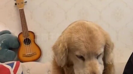 防狗生气辅助器它来了